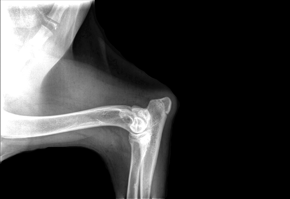 X-ray of dog elbow dysplasia