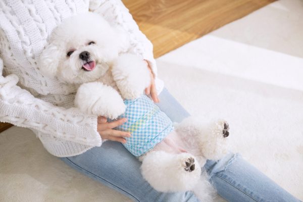 A white teddy dog in a diaper