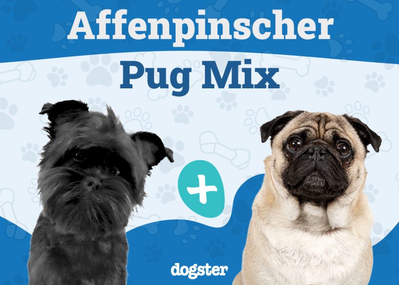 Affenpug - Affenpinscher Pug Mix
