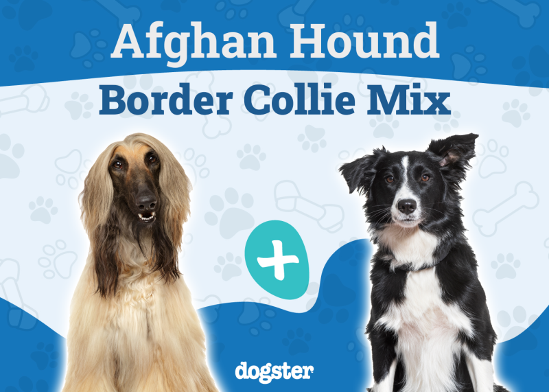 Afghan Collie