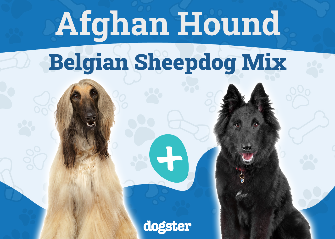 Afghan Sheepdog