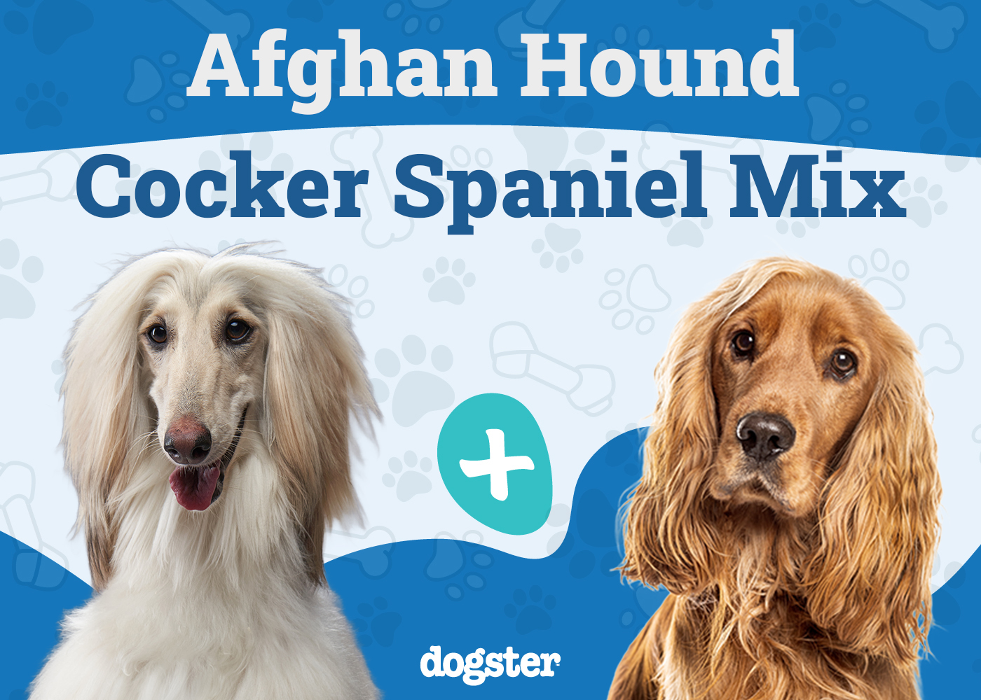 Afghan Spaniel Mix