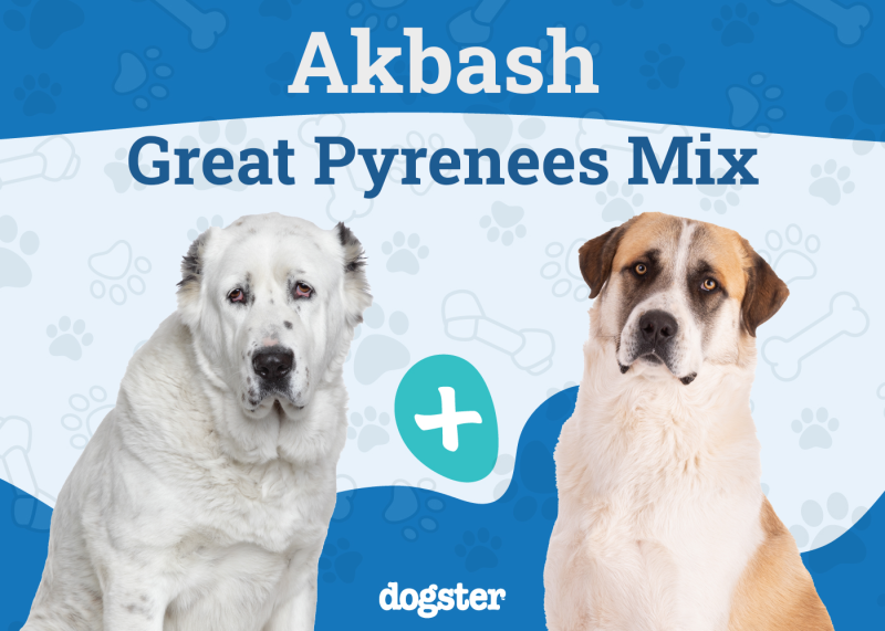 Akbash Pyrenees