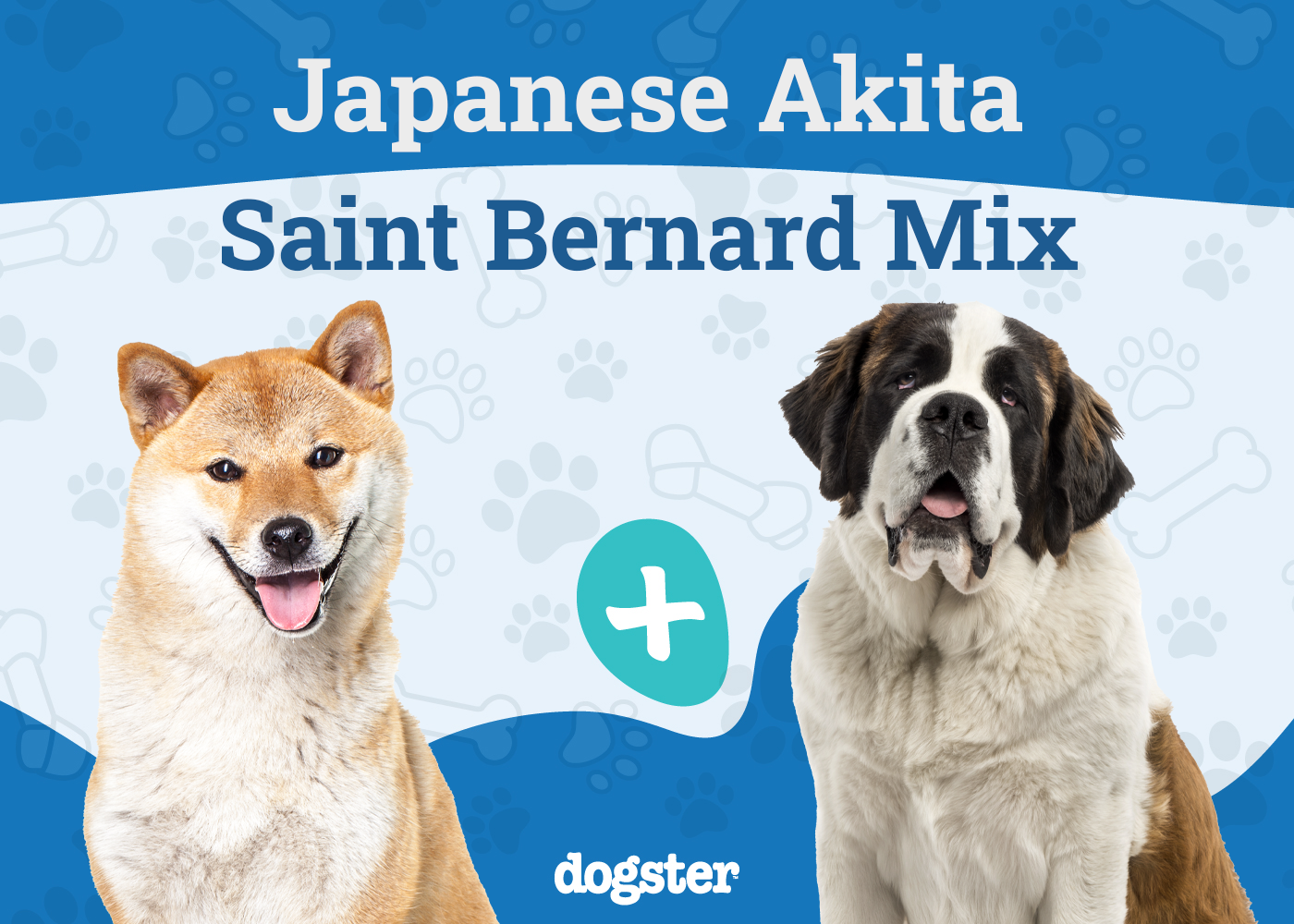 Akita Bernard Mix Breed