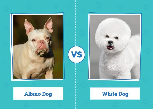 Albino vs White Dog
