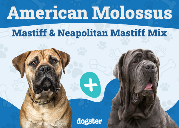 American Molossus Mix