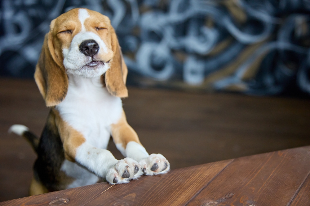 Beagle puppy chewing on an Airpod