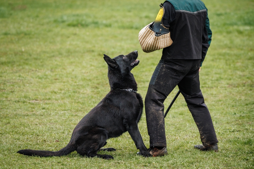 Black german shepherd dog doing bite and defense work with police dog handler