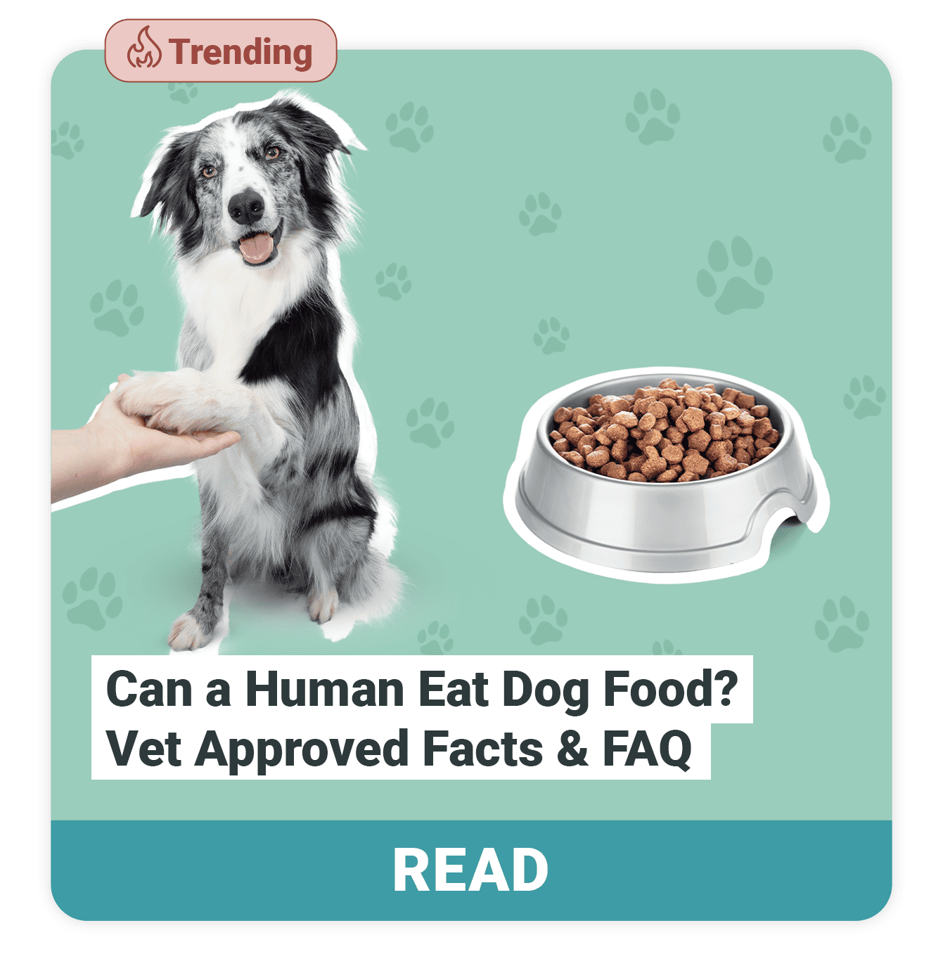 Can-a-Human-Eat-Dog-Food