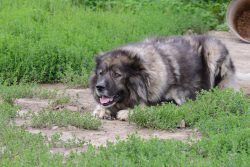 Caucasian Mountain Dog: Breed Info, Pictures, Care Guide & More – Dogster