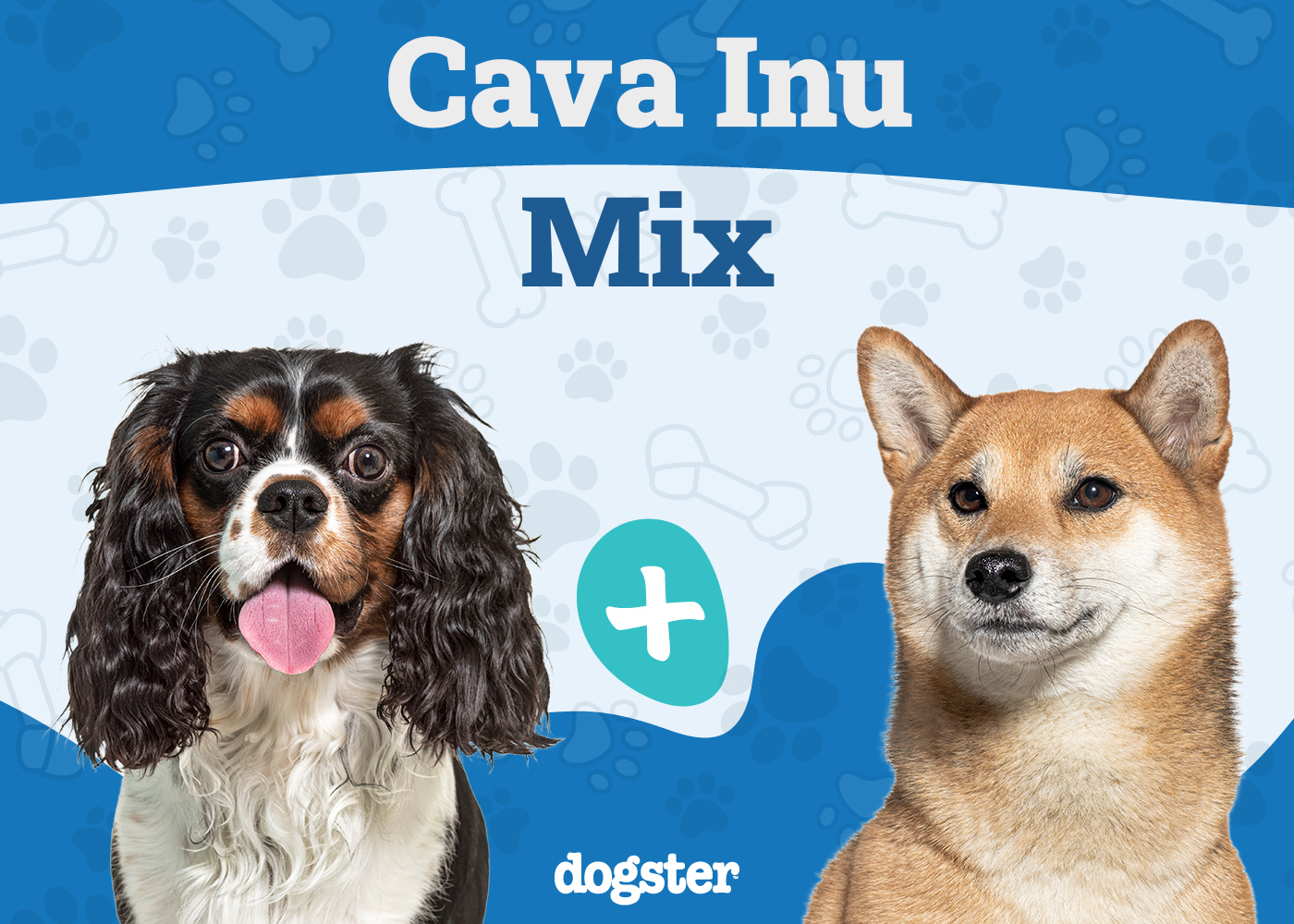 Cava Inu - Cavalier King Charles Spaniel Shiba Inu Mix