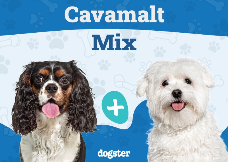 Cavamalt - Cavalier King Charles Spaniel Maltese Mix