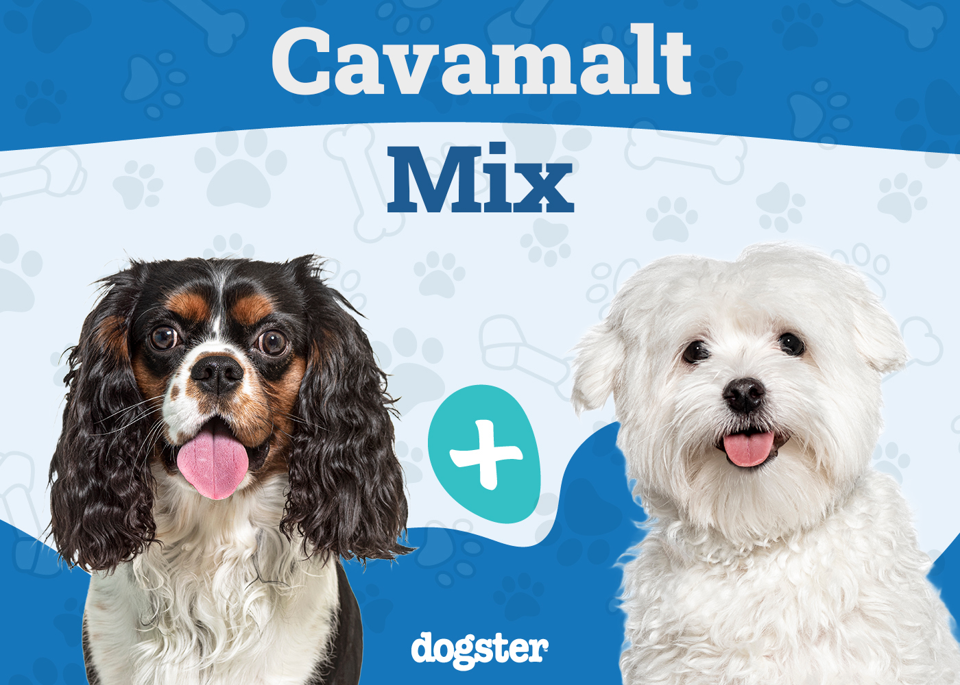 Cavamalt - Cavalier King Charles Spaniel Maltese Mix