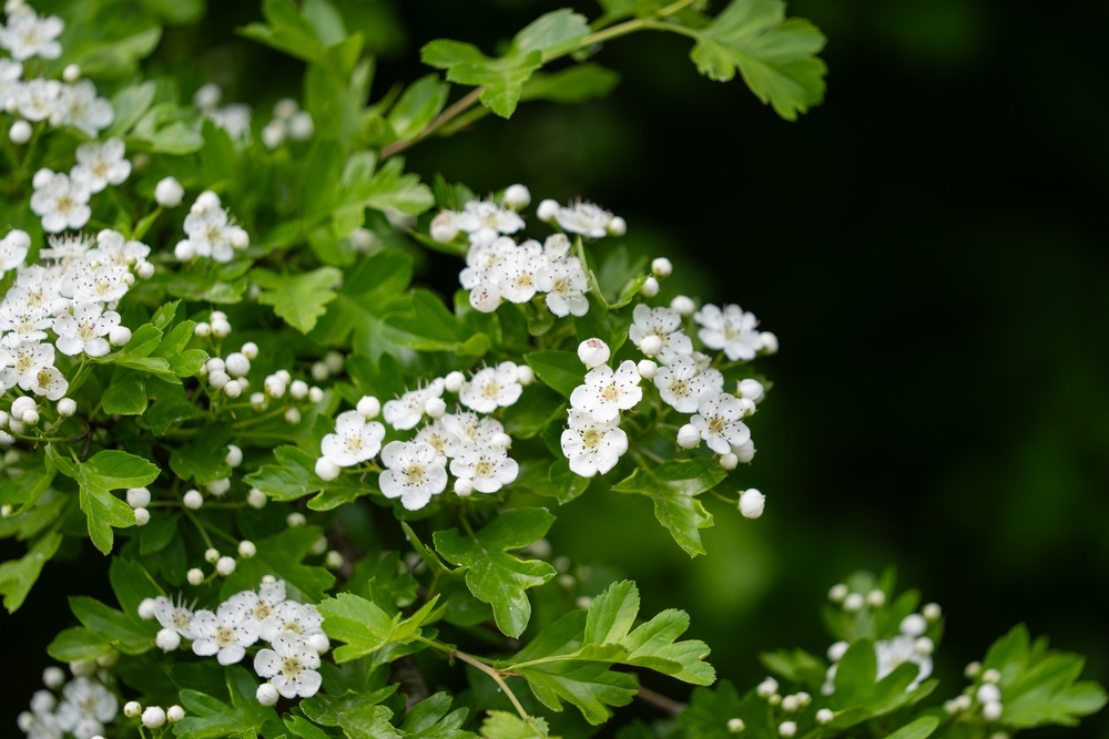 Crataegus plant Hawthorn