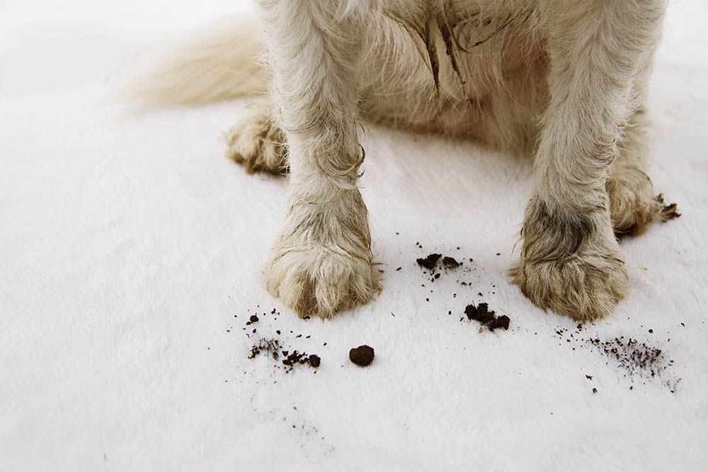 dirty and muddy dog carpet