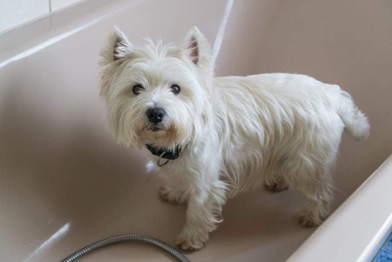 Dog for showering in the bathtub, West Highland White Terrier