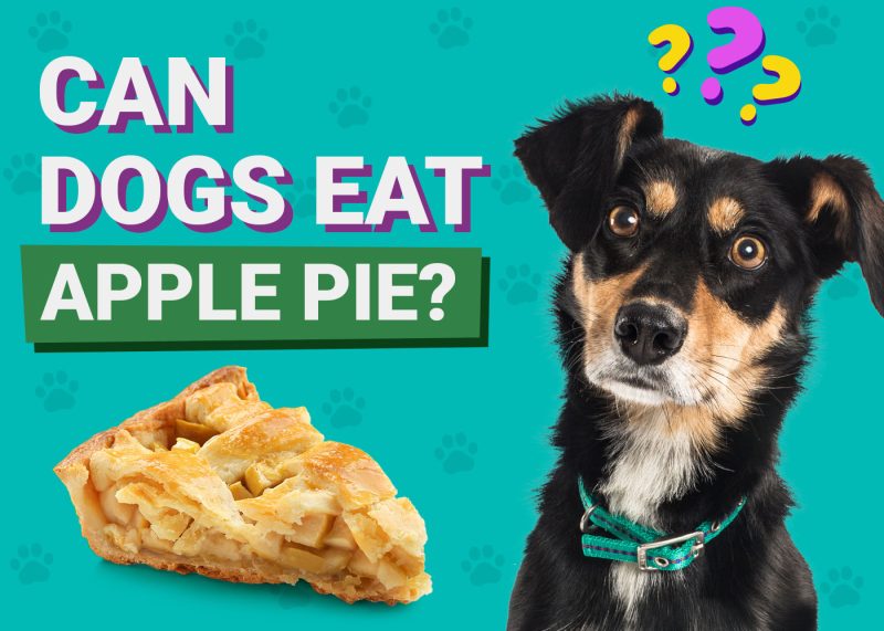 Dogster-Can-Dogs-Eat-Apple Pie