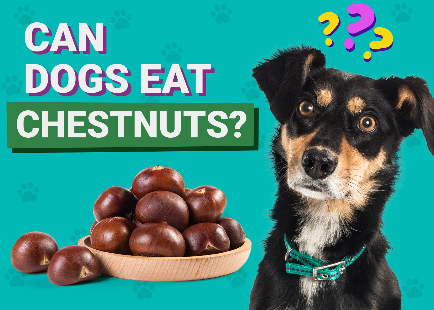 Dogster-Can-Dogs-Eat-Chestnuts