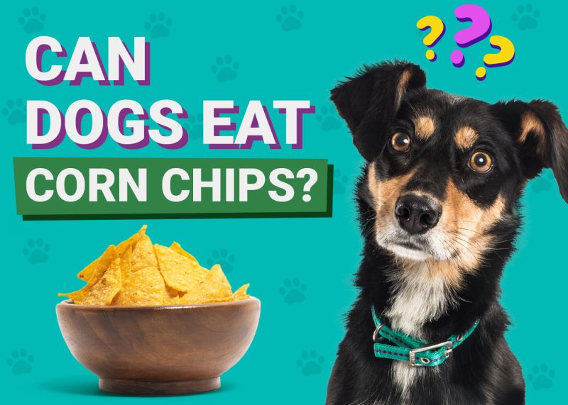 Dogster-Can-Dogs-Eat-Corn Chips