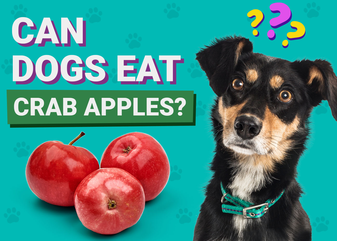 Dogster-Can-Dogs-Eat-Crab Apples