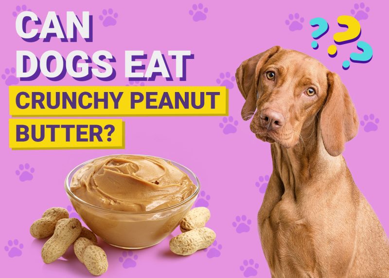 Dogster-Can-Dogs-Eat-Crunchy Peanut Butter