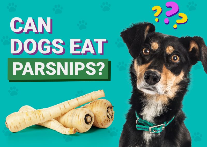 Dogster-Can-Dogs-Eat-Parsnips