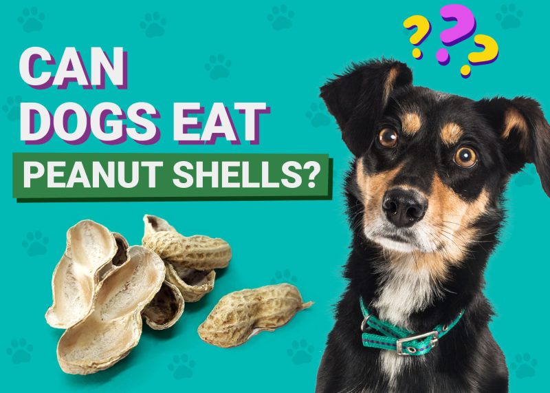 Dogster-Can-Dogs-Eat-Peanut Shells