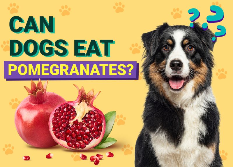 Dogster-Can-Dogs-Eat-Pomegranates