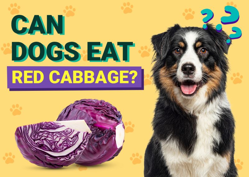 Dogster-Can-Dogs-Eat-Red Cabbage