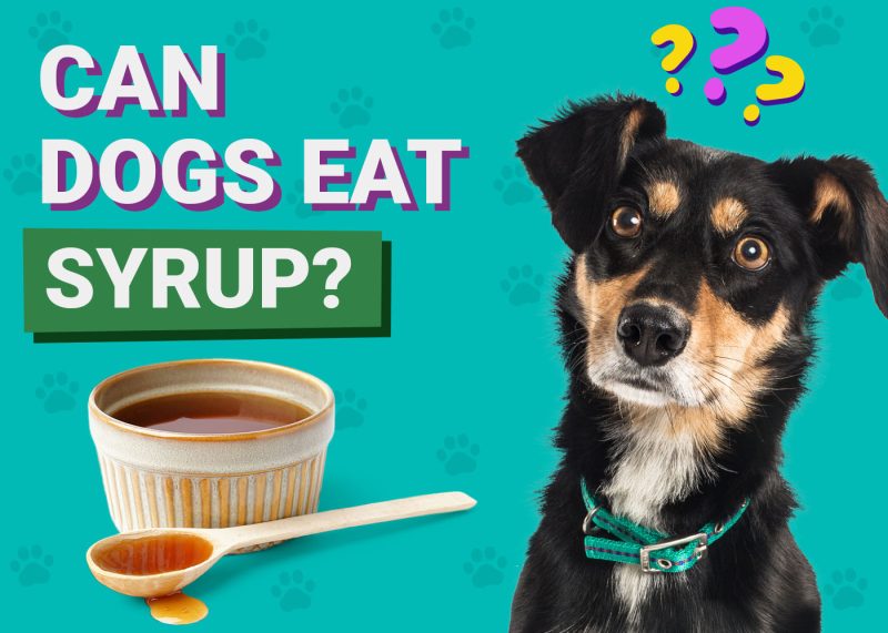 Dogster-Can-Dogs-Eat-Syrup