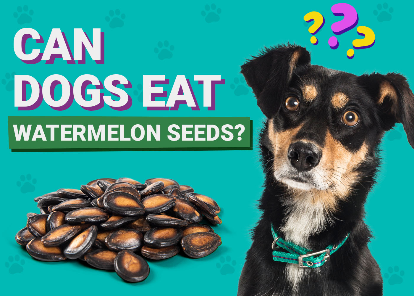Dogster-Can-Dogs-Eat-Watermelon Seeds