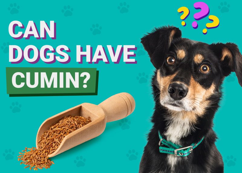 Dogster-Can-Dogs-Have-Cumin