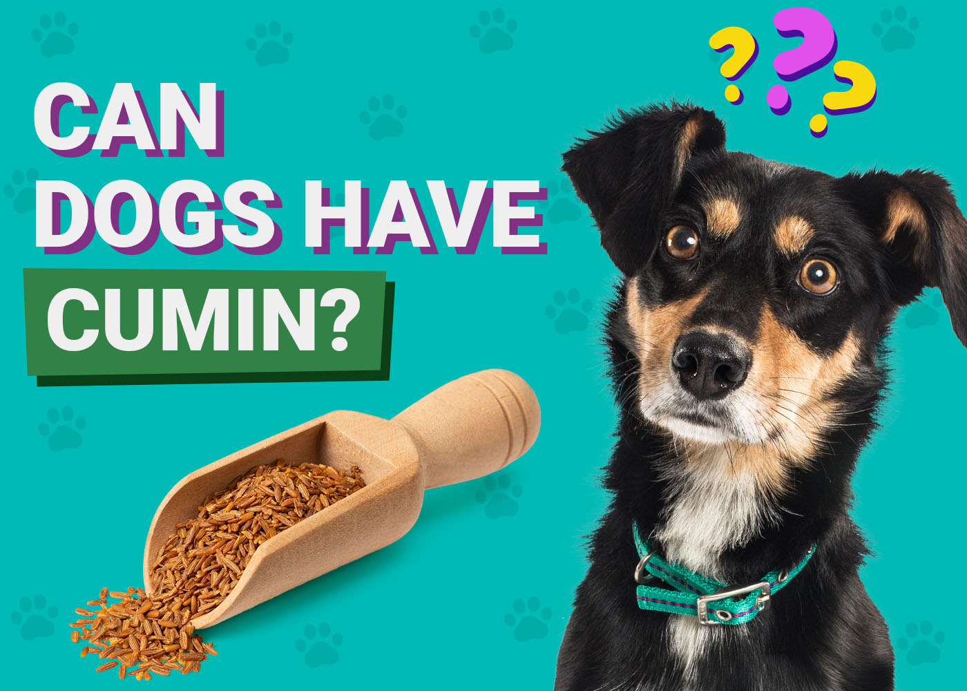 Dogster-Can-Dogs-Have-Cumin