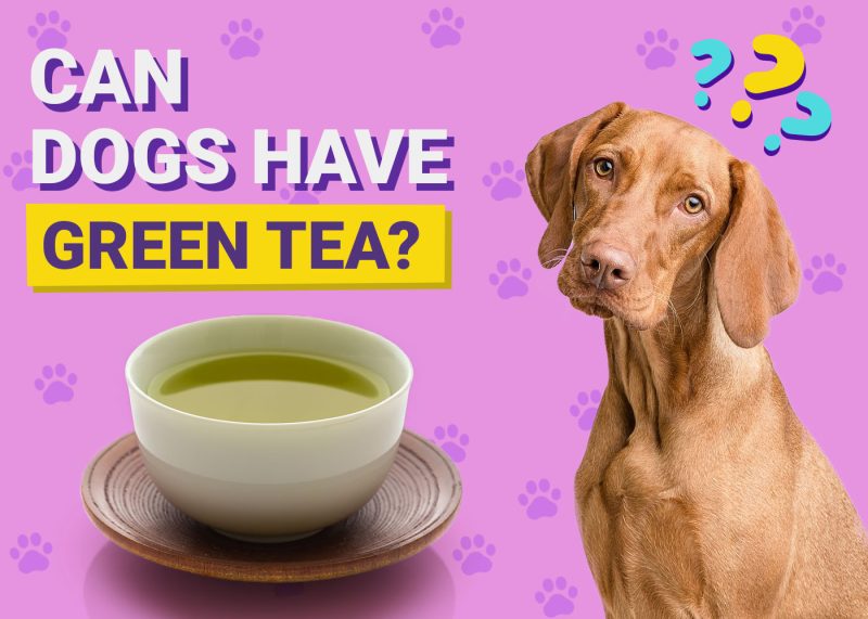Dogster-Can-Dogs-Have-Green-Tea