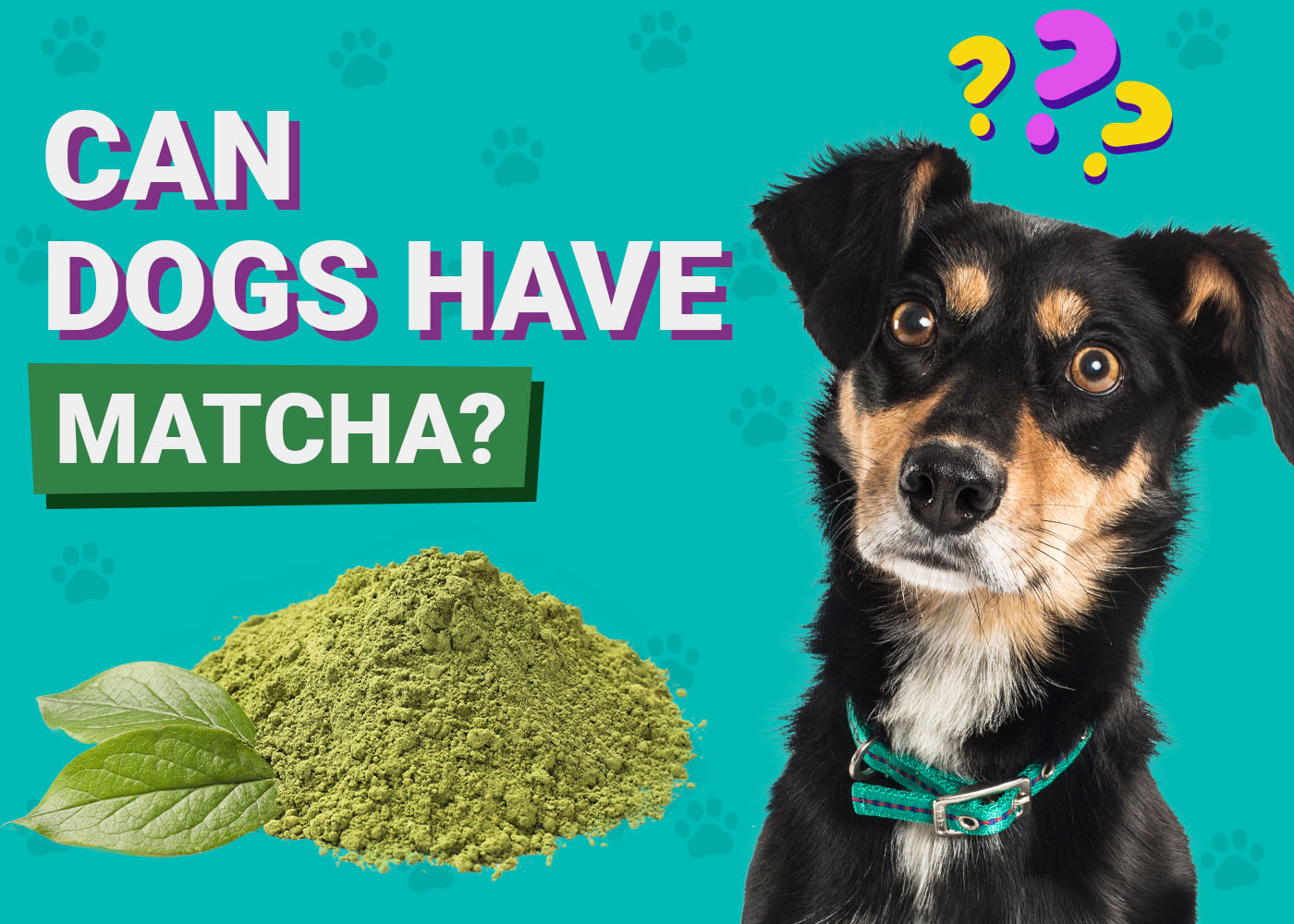 Dogster-Can-Dogs-Have-Matcha