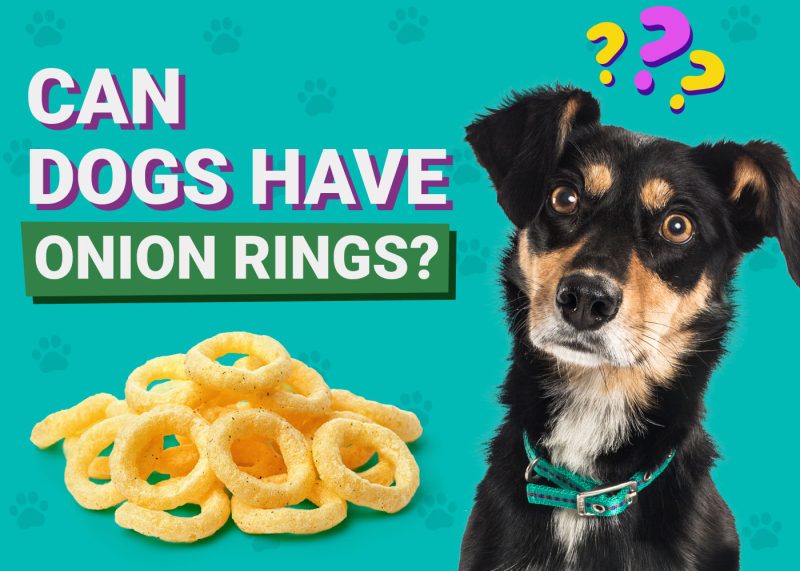 Dogster-Can-Dogs-Have-Onion-Rings