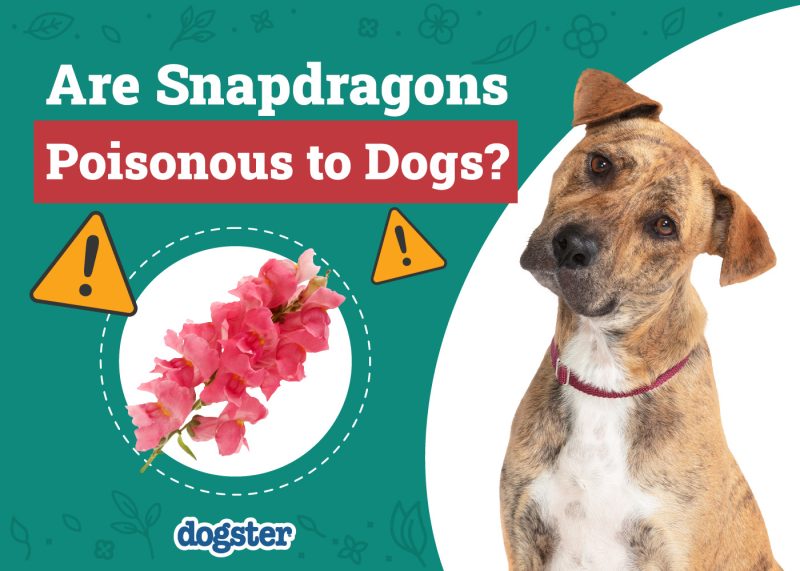 Dogster_Are Snapdragons Poisonous to Dogs