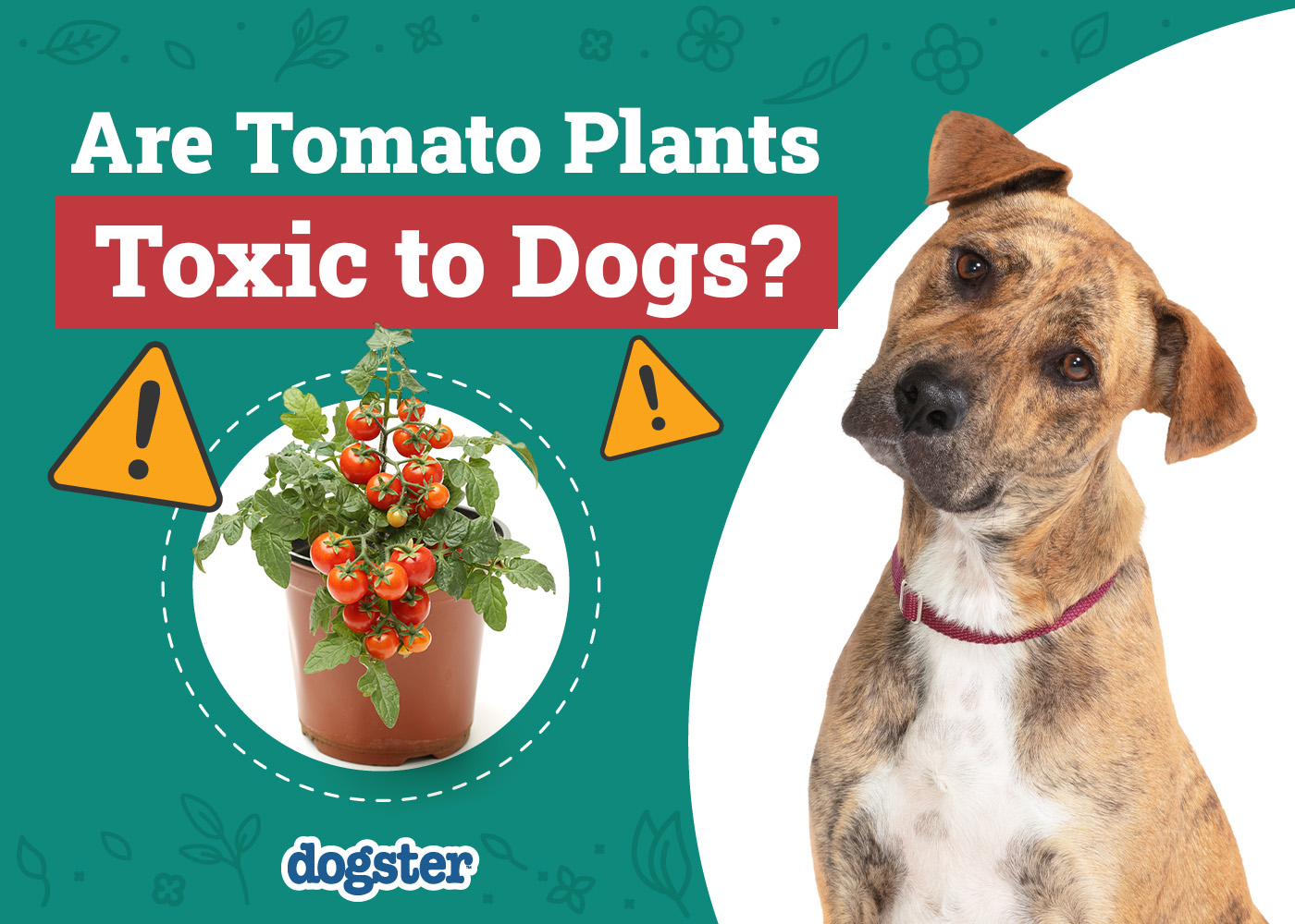 Dogster_Are Tomato Plants Toxic to Dogs