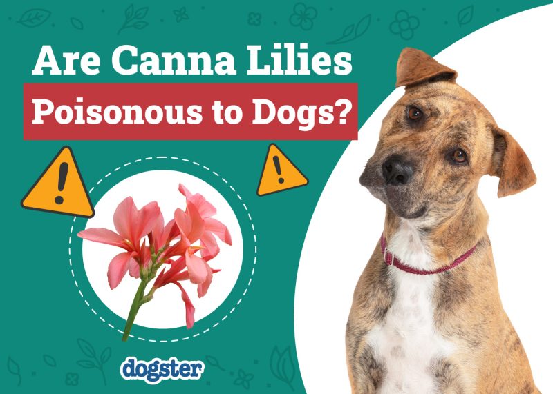 Dogster_Are X Canna Lilies Poisonous to Dogs