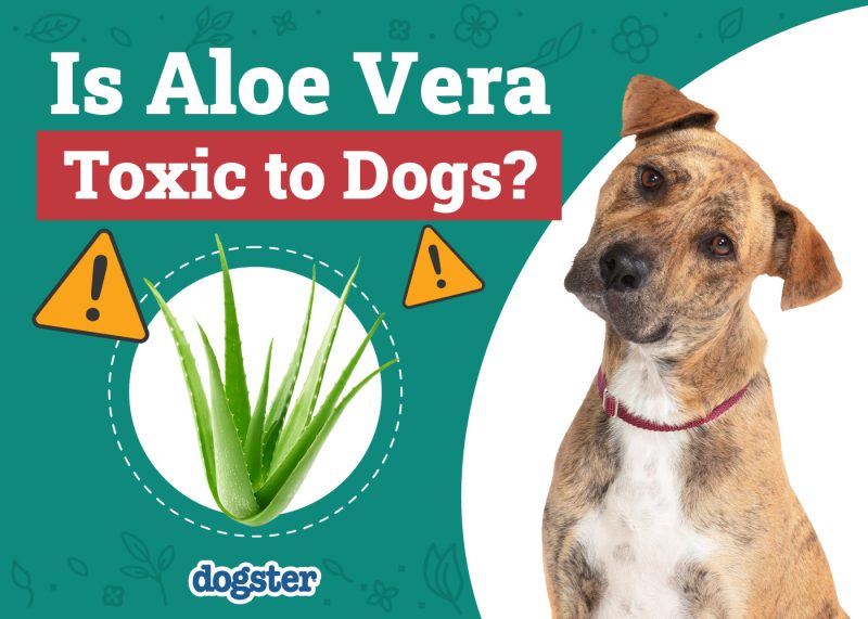 Dogster_Is Aloe Vera Toxic to Dogs