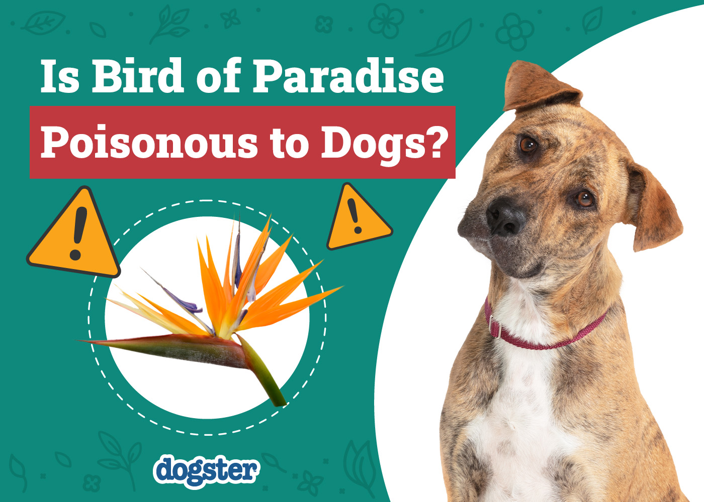 Dogster_Is Bird of Paradise Poisonous to Dogs