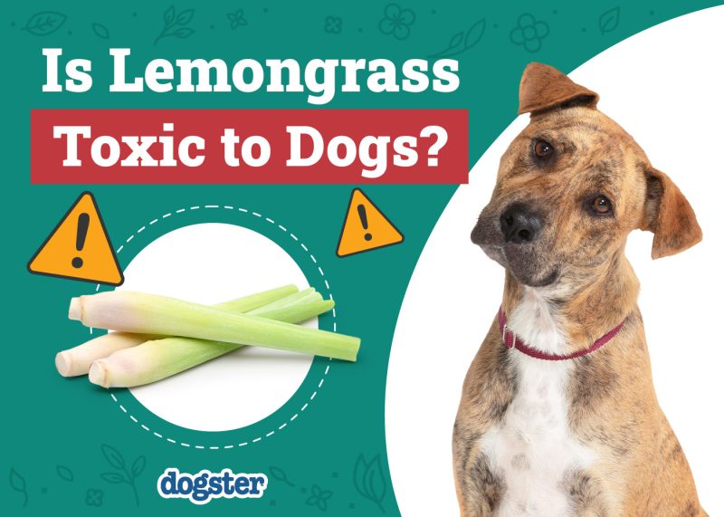 Dogster_Is Lemongrass Toxic to Dogs
