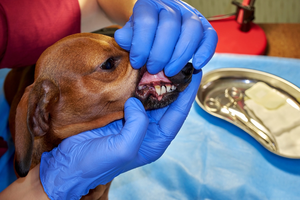 Examination of a dog's teeth at a veterinary clinic