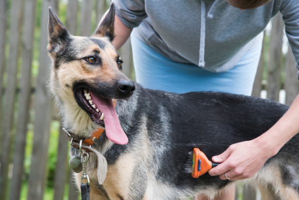 German Shepherd being brushed