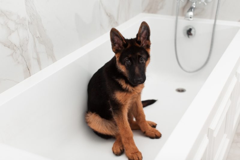 how-often-should-you-bathe-a-german-shepherd-vet-verified-grooming