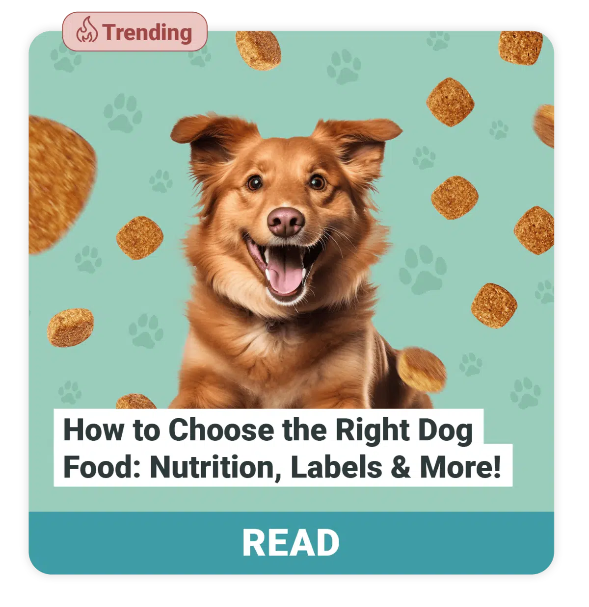 How-to-Choose-the-Right-Dog-Food