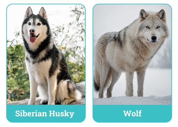 Husky vs Wolf: Vet-Verified Differences (With Pictures) – Dogster