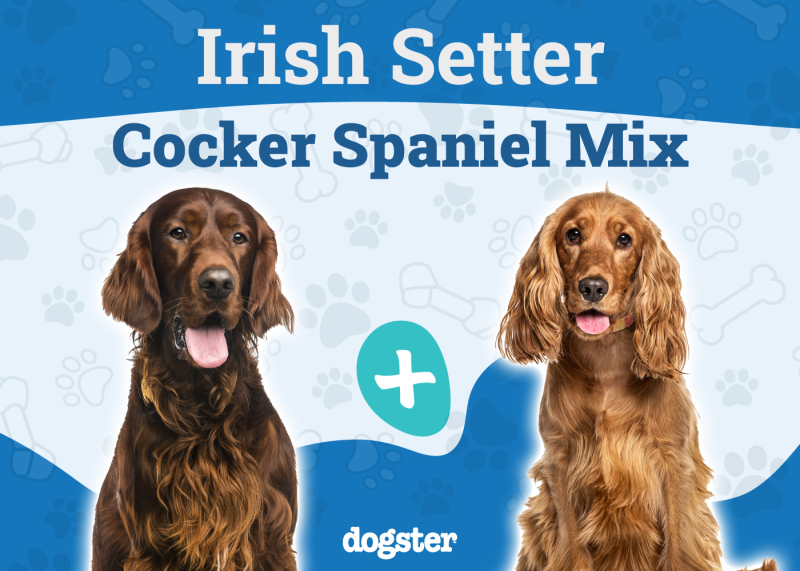 Irish Setter Cocker Spaniel Mix