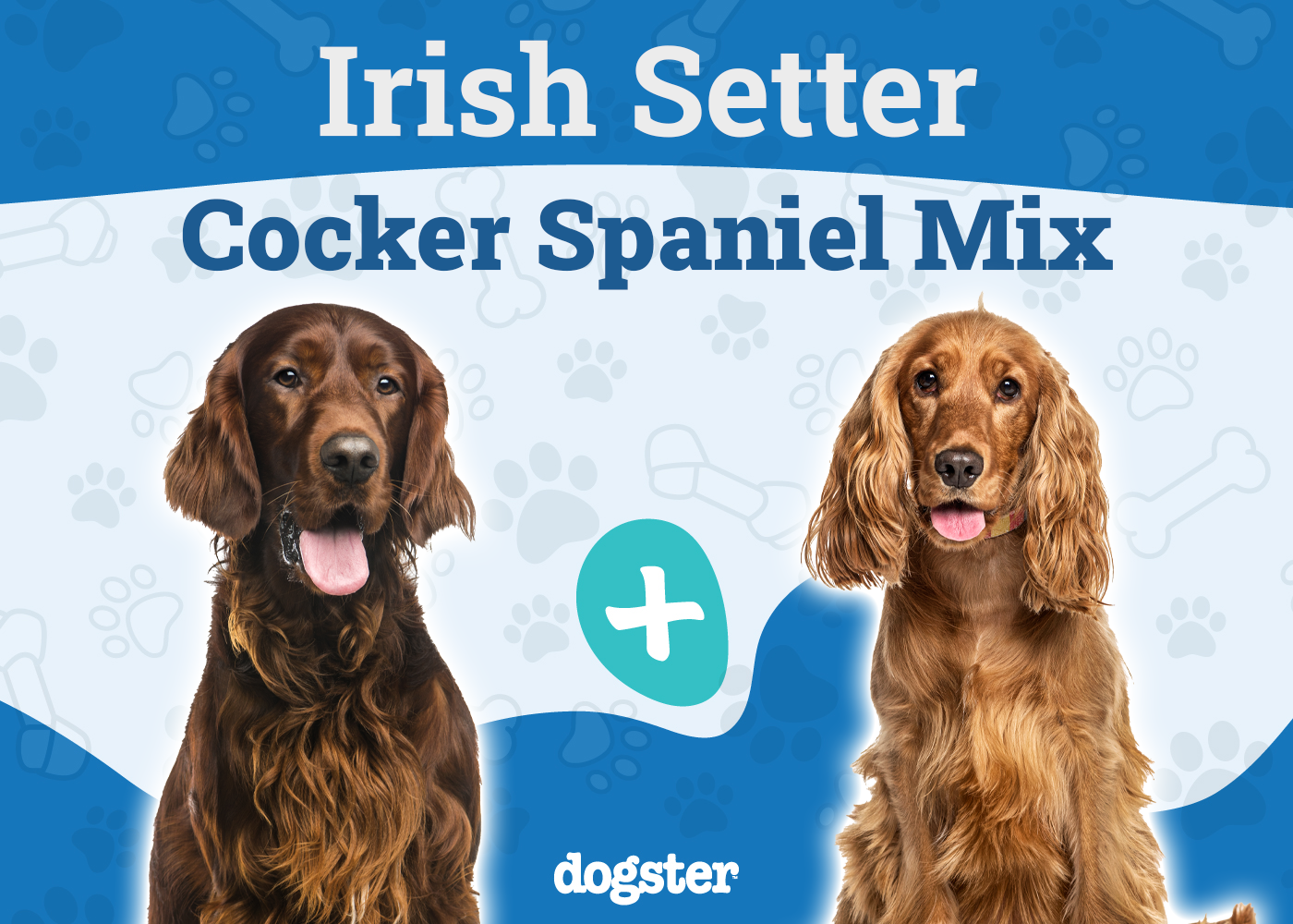 Irish Setter Cocker Spaniel Mix