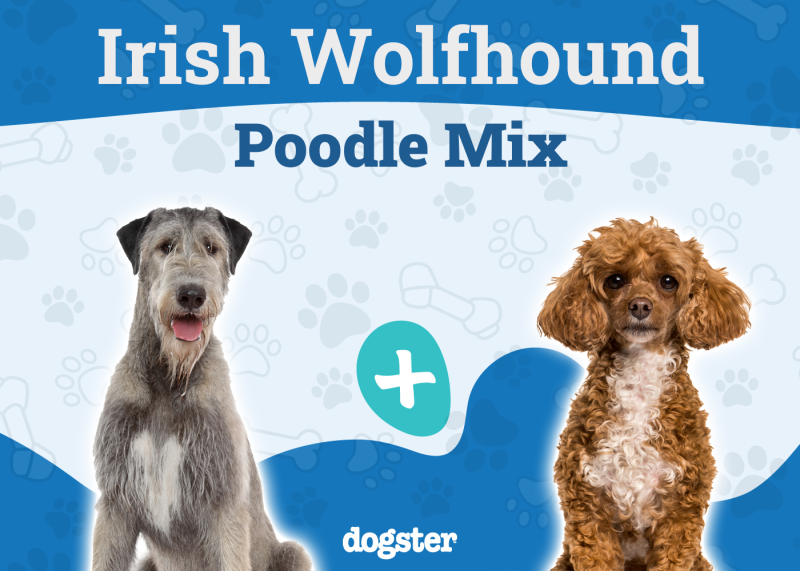 Irish Wolfadoodle